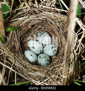 Nid d'un marais (Acrocephalus palustris) avec des oeufs dans la nature. Banque D'Images