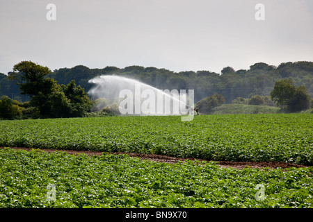 Champ de pommes de terre près de Cromer, Norfolk (irriguées en vue de la façon de tisserands droit de passage public. Banque D'Images