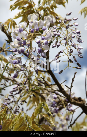 Jardins Walkden, la vente, l'Angleterre. Close up printemps vue d'une glycine en fleurs à Walkden Jardins. Banque D'Images