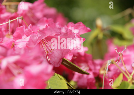 Jardins Walkden, la vente, l'Angleterre. Close up printemps rose de rhododendrons en fleurs à Walkden Jardins. Banque D'Images