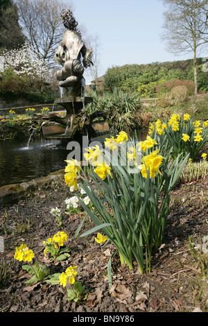 Chester Zoological Gardens. Vue de jonquilles printemps à la pleine floraison dans le Zoo de Chester's Jardin en contrebas. Banque D'Images