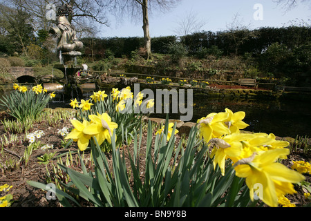 Chester Zoological Gardens. Vue de jonquilles printemps à la pleine floraison dans le Zoo de Chester's Jardin en contrebas. Banque D'Images