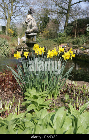 Chester Zoological Gardens. Vue de jonquilles printemps à la pleine floraison dans le Zoo de Chester's Jardin en contrebas. Banque D'Images