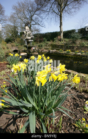 Chester Zoological Gardens. Vue de jonquilles printemps à la pleine floraison dans le Zoo de Chester's Jardin en contrebas. Banque D'Images