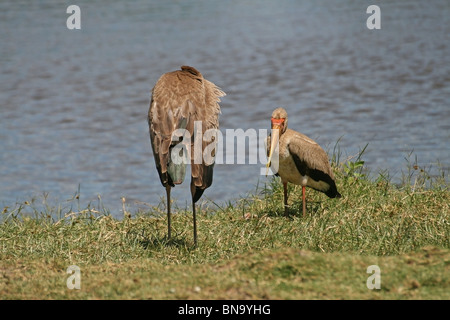 Bec jaune à cigognes près d'un lac dans le Masai Mara National Reserve, Kenya, Africa Banque D'Images