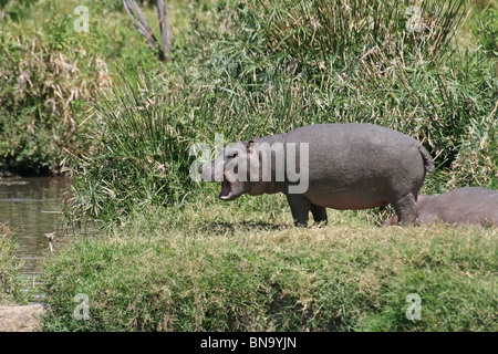 Un jeune hippopotame debout près d'un lac dans le Masai Mara National Reserve, Kenya, Afrique de l'Est Banque D'Images