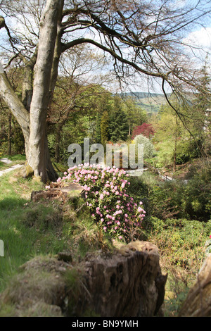 Jardins des rhododendrons Vallée Dunge, Angleterre. Vue de la vallée de printemps Dunge Jardins des rhododendrons. Banque D'Images