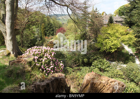 Jardins des rhododendrons Vallée Dunge, Angleterre. Vue de la vallée de printemps Dunge Jardins des rhododendrons. Banque D'Images