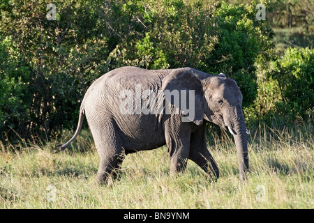 Comité permanent de l'Eléphant d'Afrique dans les prairies du Masai Mara National Reserve, Kenya, Afrique de l'Est Banque D'Images