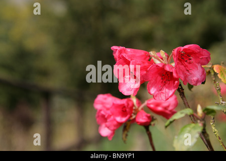 Jardins des rhododendrons Vallée Dunge, Angleterre. Vue de rhododendrons rouge printemps en fleurs. Banque D'Images