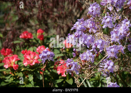 Jardins des rhododendrons Vallée Dunge, Angleterre. Vue de rhododendrons au printemps lilas en pleine floraison. Banque D'Images