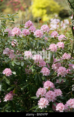 Jardins des rhododendrons Vallée Dunge, Angleterre. Vue de rhododendrons Printemps rose en pleine floraison. Banque D'Images