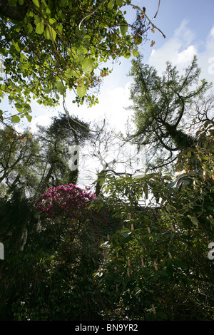 Jardins des rhododendrons Vallée Dunge, Angleterre. À angle faible silhouetté printemps vue sur les arbres. Banque D'Images