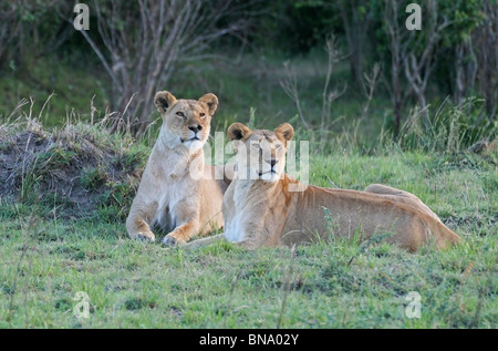 Lionnes dans le Masai Mara National Reserve, Kenya, Africa Banque D'Images