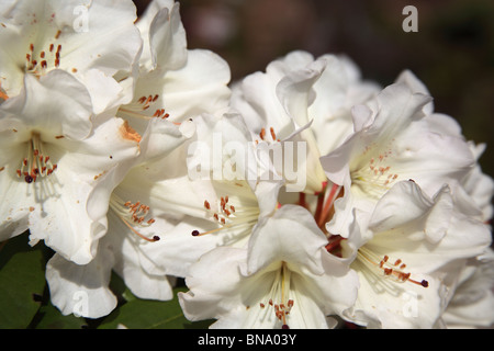 Jardins de Mount Pleasant, en Angleterre. Close up printemps voir des rhododendrons blancs à Mount Pleasant Garden's. Banque D'Images