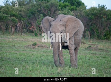 Comité permanent de l'Eléphant d'Afrique dans les prairies du Masai Mara National Reserve, Kenya, Afrique de l'Est Banque D'Images