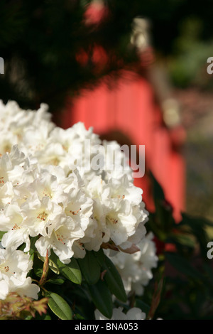 Jardins de Mount Pleasant, en Angleterre. Close up printemps voir des rhododendrons blancs à Mount Pleasant Garden's. Banque D'Images