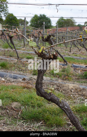 De nouvelles pousses SUR UNE VIGNE AU DÉBUT DE L'été. Banque D'Images