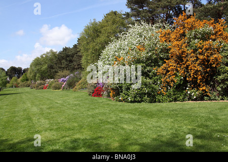 Ness Botanic Gardens, en Angleterre. Printemps vue sur la frontière des rhododendrons en fleurs à Ness Botanic Gardens. Banque D'Images