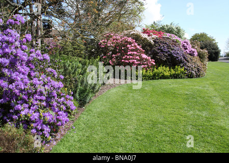 Ness Botanic Gardens, en Angleterre. Printemps vue sur la frontière des rhododendrons en fleurs à Ness Botanic Gardens. Banque D'Images