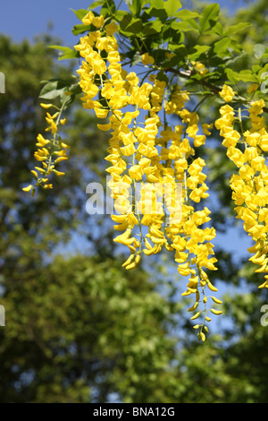 Norton Priory Museum & Gardens. Angle faible, près de la fin du printemps vue d'un passage de laburnum en pleine floraison. Banque D'Images