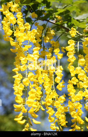 Norton Priory Museum & Gardens. Angle faible, près de la fin du printemps vue d'un passage de laburnum en pleine floraison. Banque D'Images