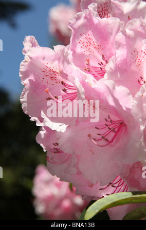 Norton Priory Museum & Gardens. Vue rapprochée de rhododendrons roses en pleine floraison au Norton Priory Museum & Gardens. Banque D'Images