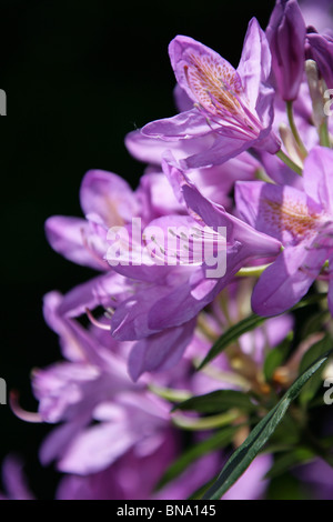 Norton Priory Museum & Gardens. Vue rapprochée de rhododendrons mauve en pleine floraison au Norton Priory Museum & Gardens. Banque D'Images