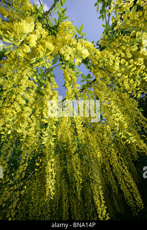 Norton Priory Museum & Gardens. Angle faible, près de la fin du printemps vue d'un passage de laburnum en pleine floraison. Banque D'Images