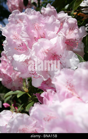 Norton Priory Museum & Gardens. Vue rapprochée de rhododendrons roses en pleine floraison au Norton Priory Museum & Gardens. Banque D'Images