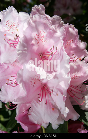 Norton Priory Museum & Gardens. Vue rapprochée de rhododendrons roses en pleine floraison au Norton Priory Museum & Gardens. Banque D'Images