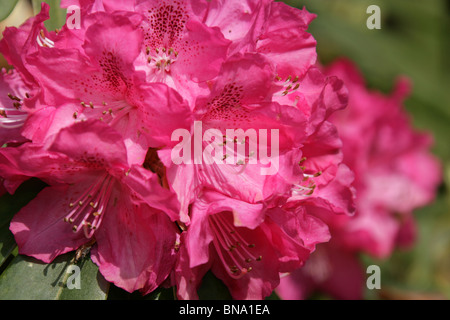 Rode Hall Country House and Gardens. Close up printemps rose de rhododendrons en fleurs à Rode Hall Gardens et le parc. Banque D'Images