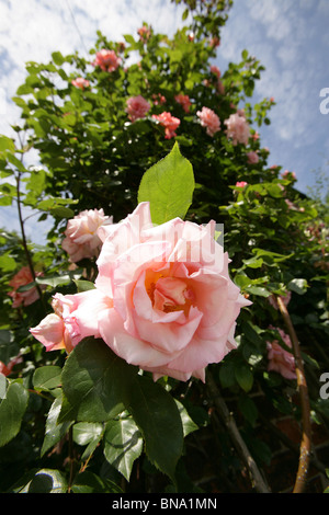 Rode Hall Country House and Gardens. Au début de l'été vue pittoresque d'une rose rose en pleine floraison. Banque D'Images