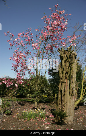 Arley Hall & Gardens, en Angleterre. Vue d'un printemps magnolia sprengeri en pleine floraison à Arley Hall's woodland garden, The Grove. Banque D'Images