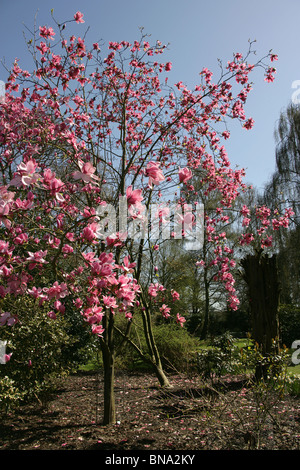 Arley Hall & Gardens, en Angleterre. Vue d'un printemps magnolia sprengeri en pleine floraison à Arley Hall's woodland garden, The Grove. Banque D'Images