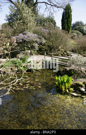 Arley Hall & Gardens, en Angleterre. Compte tenu de l'Rootree printemps jardin à Arley Hall Gardens. Banque D'Images