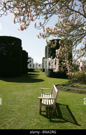 Arley Hall & Gardens, en Angleterre. Printemps vue d'un magnolia en fleurs à Hall's Alley Ilex Avenue. Banque D'Images