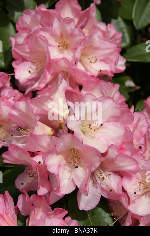 Pépinière Bridgemere & Jardin Monde. Vue rapprochée de rhododendron rose à l'émission Bridgemere garden. Banque D'Images