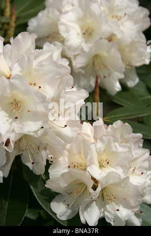 Pépinière Bridgemere & Jardin Monde. Vue rapprochée de rhododendron blanc à l'émission Bridgemere garden. Banque D'Images