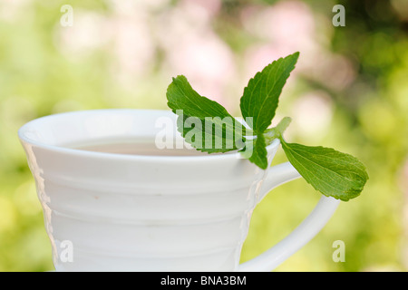 Plante sucrée (Stevia rebaudiana) Banque D'Images
