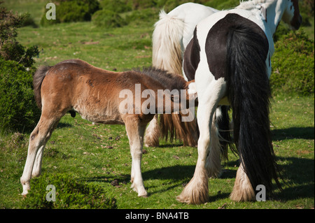 Welsh mountain pony poulain d'infirmières de la mère, Hay Bluff, au Pays de Galles Banque D'Images