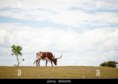 Leesburg, FL - Mars 2009 - Longhorn vache au pâturage près de Leesburg, en Floride Banque D'Images