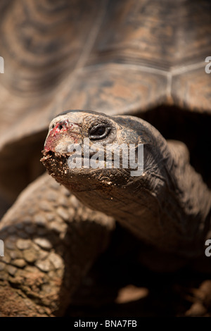 Tortue géante d'Aldabra (Geochelone gigantea), dans les îles de l'Atoll d'Aldabra aux Seychelles. Banque D'Images