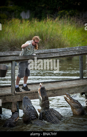 Un formateur rss American Alligator mississipiensis alligators (Alligator) à l'aventure à Myrtle Beach, SC. Banque D'Images