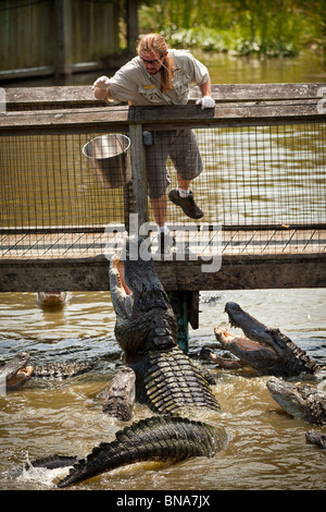 Un formateur rss American Alligator mississipiensis alligators (Alligator) à l'aventure à Myrtle Beach, SC. Banque D'Images