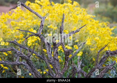 Brittlebush, McDowell Sonoran Préserver, Scottsdale, Arizona. Banque D'Images