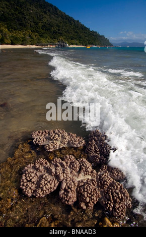 Déferlement des vagues plus vivre coraux mous, Fitzroy Island National Park, Great Barrier Reef Marine Park, Queensland, Australie Banque D'Images