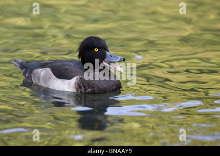 Fuligule morillon - Aythya fuligula Banque D'Images