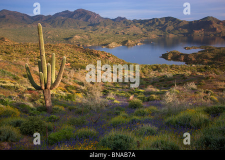 Les fleurs sauvages le long du lac Bartlett, forêt nationale de Tonto, près de Phoenix, Arizona. Banque D'Images