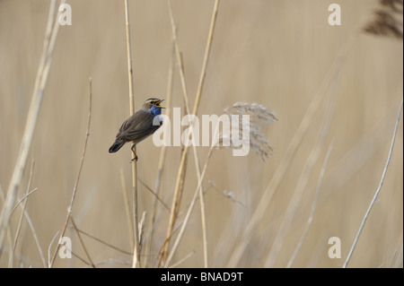 Gorgebleue à miroir (Luscinia svecica) chanter dans une roselière au printemps Banque D'Images